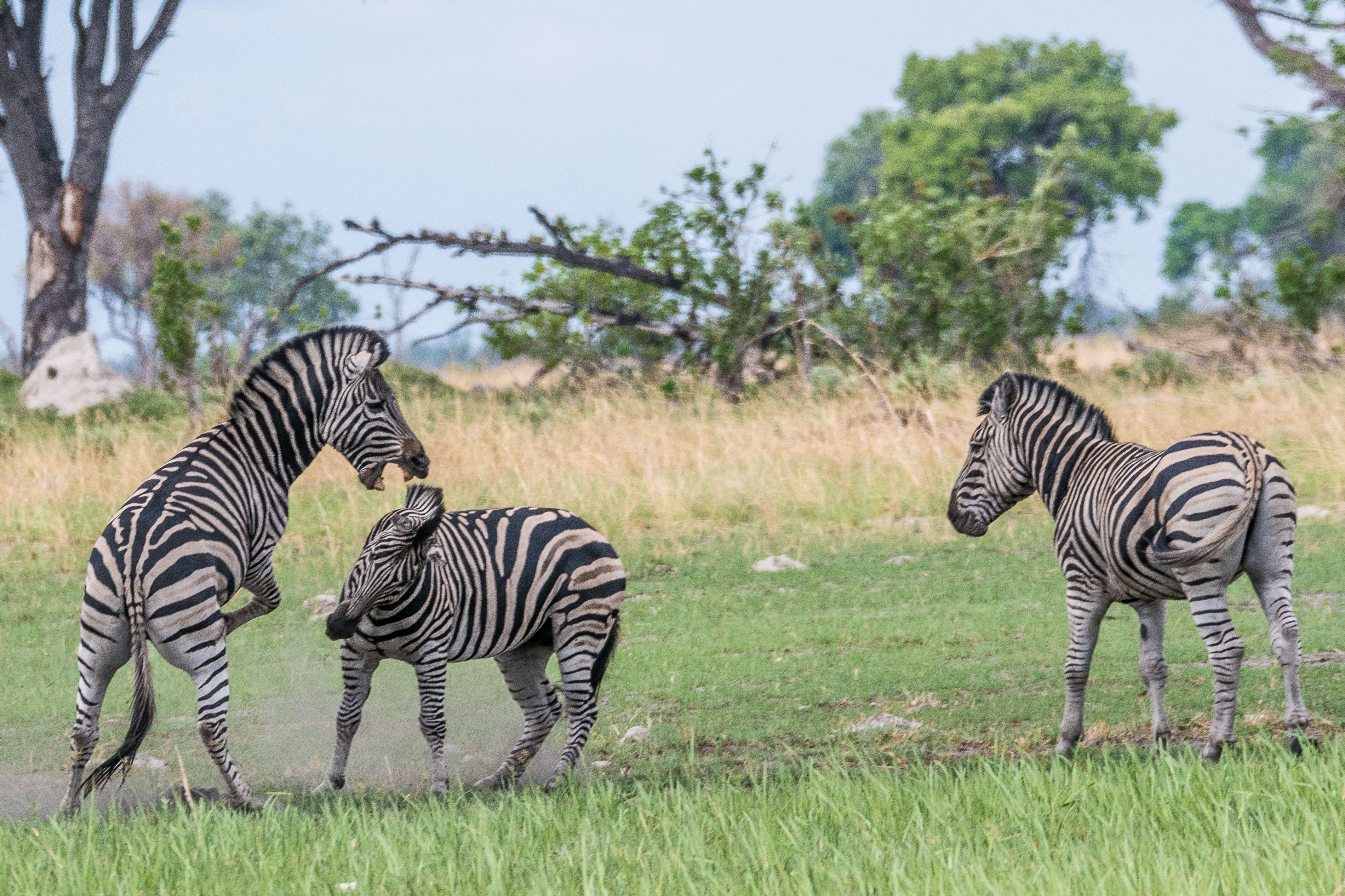 Zèbres de Burchell (Burchell's zebra, Equus burchelli), combat d'étalons pour la conquête d'une femelle -3-, Shinde, Delta de l'Okavango, Botswana.